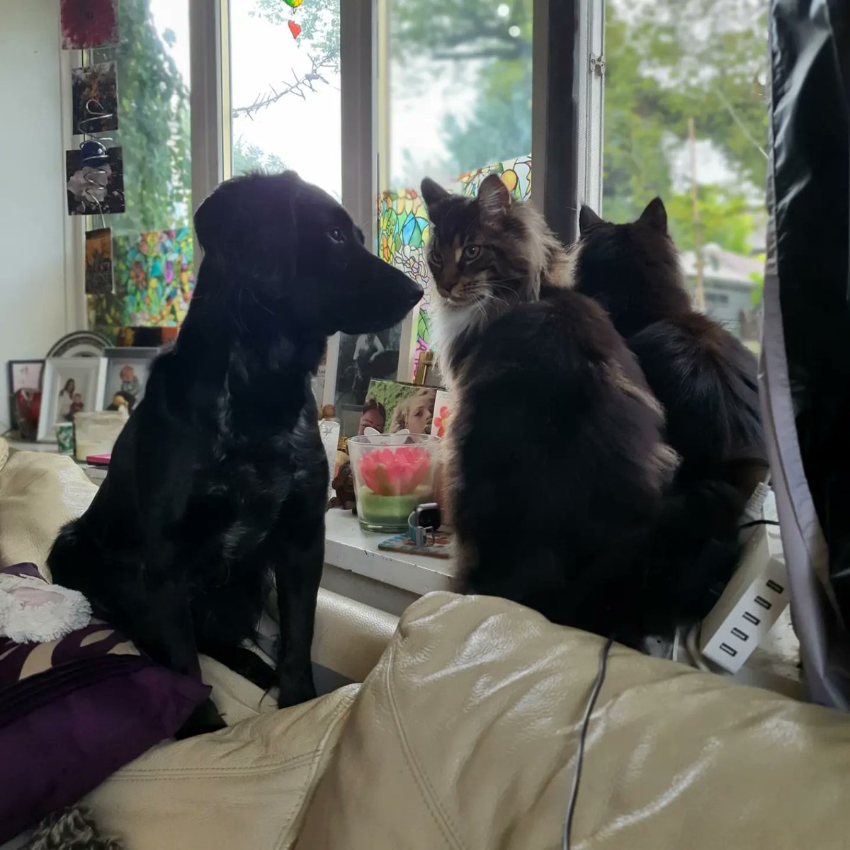 BenjaminaPCC's tweet photo. Meeting at the window 
#mainecoon 
Murasaki 💜 
Portocaliu 🧡 https://t.co/5H9gYkXgek