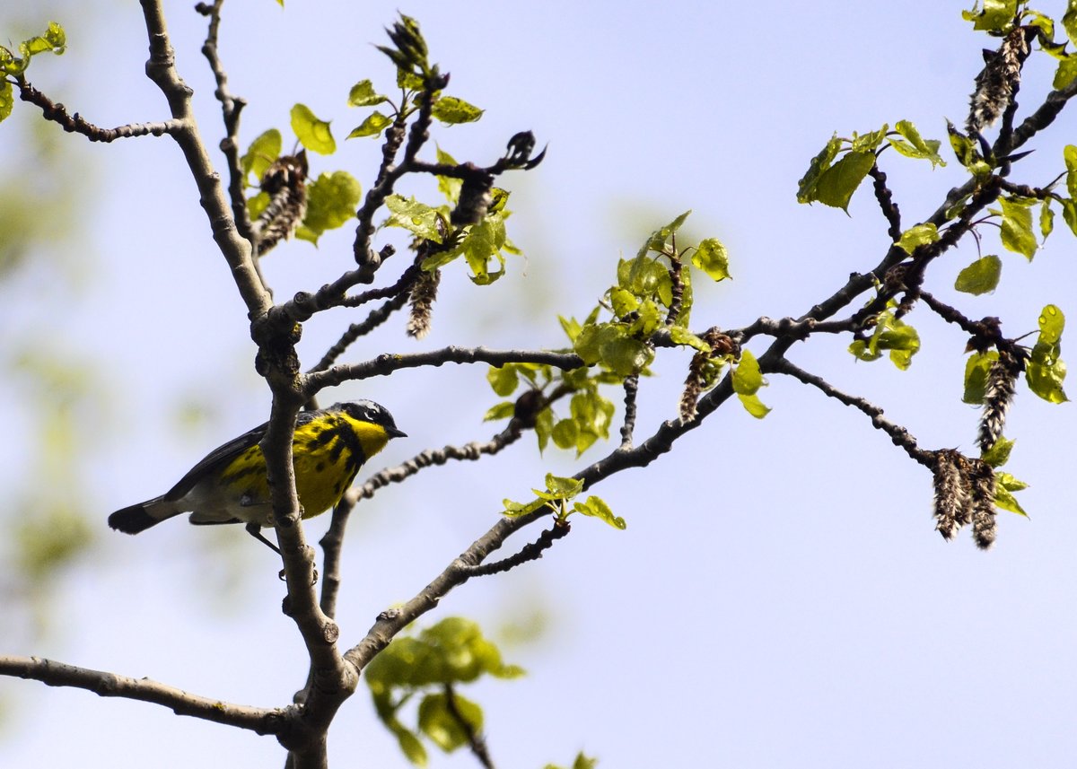 OntarioParksNE's tweet photo. Birds are pretty and have sweet songs. They are also  vitally important for our ecosystems.

Here's how Ontario Parks staff are monitoring and mapping the birds of the Boreal Forest to learn more about the health of park environments: https://t.co/P5C1EDz8OB  

#BreedingBirdAtlas https://t.co/36NgGMqnra