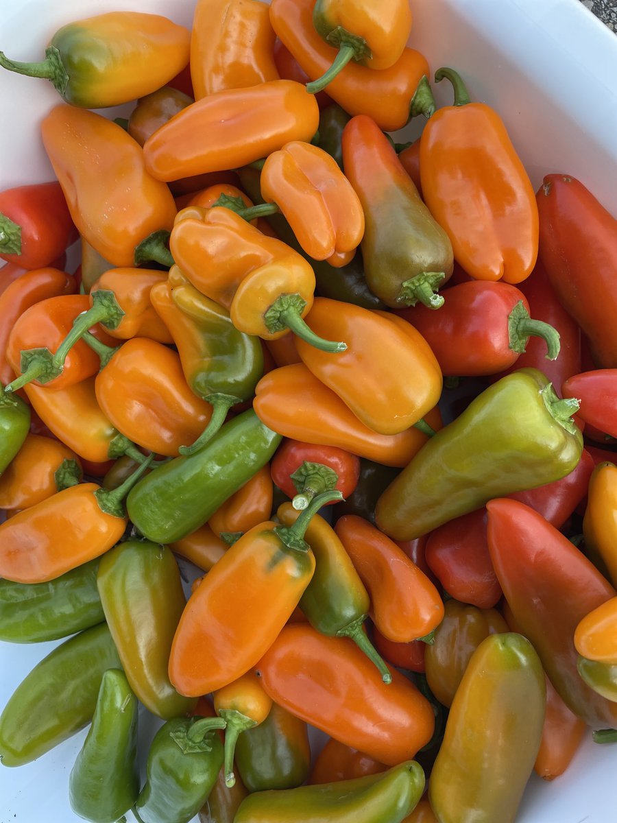 Laker Marketplace (@lakermarket) on Twitter photo Beeeeeeautiful garden grown produce from the PLHS garden!  Look for it at PLHS lunch this week! 😍😋 <a href="/DrBezek/">John Bezek</a> <a href="/isd719/">Prior Lake-Savage Area Schools</a> Beeeeeeautiful garden grown produce from the PLHS garden!  Look for it at PLHS lunch this week! 😍😋 <a href="/DrBezek/">John Bezek</a> <a href="/isd719/">Prior Lake-Savage Area Schools</a>