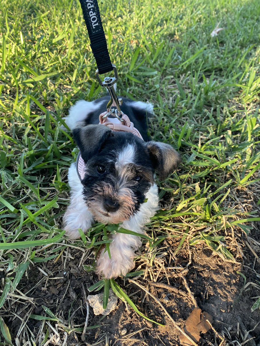 StonelakeAustin's tweet photo. Say hello to Stonelake’s tiniest Pet Resident, Iris! Iris is a miniature schnauzer pup and we can’t get enough of her cute little face.
#WeLoveOurPetResidents #LoveWhereYouLive #Austin #AustinPets #FurryFriends #PetFriendly #Community #Stonelake #MiniatureSchnauzer #pup https://t.co/EYNyaSJnGb