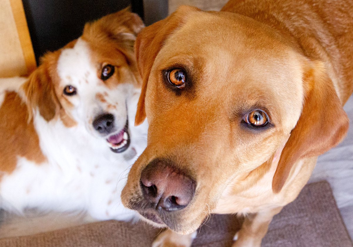 Sam Simon Foundation Assistance Dogs Program tweet media