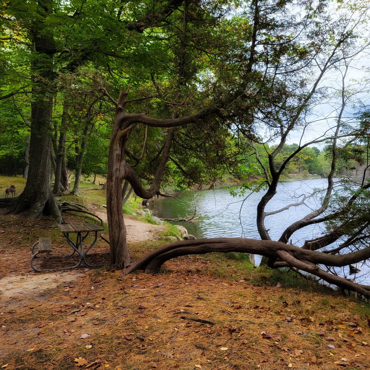 Pure_Ludington's tweet photo. The Friends of Ludington State Park is offering a free guided hike to the public every third Sunday of the month beginning at 2 p.m. Meet at the warming shelter near the park's entrance on 9/18 to participate in this month's event. 🐢🦫🦌
📷: @daisyy.photo  
@lostjake https://t.co/tumuFuFtNx