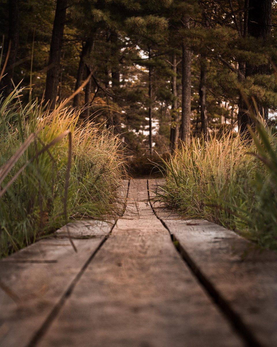 Pure_Ludington's tweet photo. The Friends of Ludington State Park is offering a free guided hike to the public every third Sunday of the month beginning at 2 p.m. Meet at the warming shelter near the park's entrance on 9/18 to participate in this month's event. 🐢🦫🦌
📷: @daisyy.photo  
@lostjake https://t.co/tumuFuFtNx