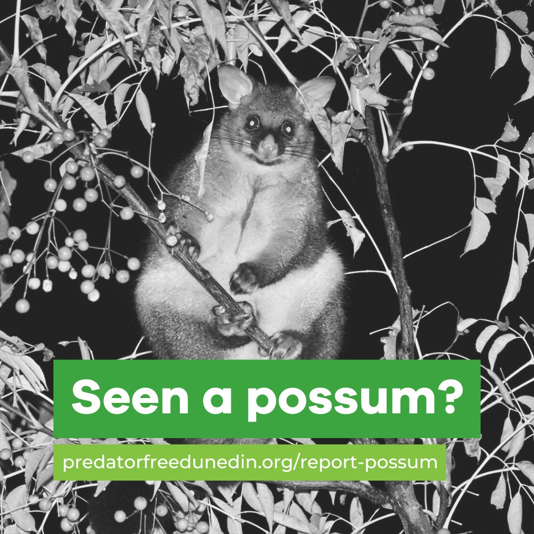 predatorfreedun's tweet photo. Have you seen a possum? We want to know about it! Help us map where possums are present in different parts of Dunedin by reporting any possums that you see. We're especially keen to hear about any sightings on the Otago Peninsula. https://t.co/dB3Wr8nd4c https://t.co/xg44szBX3c