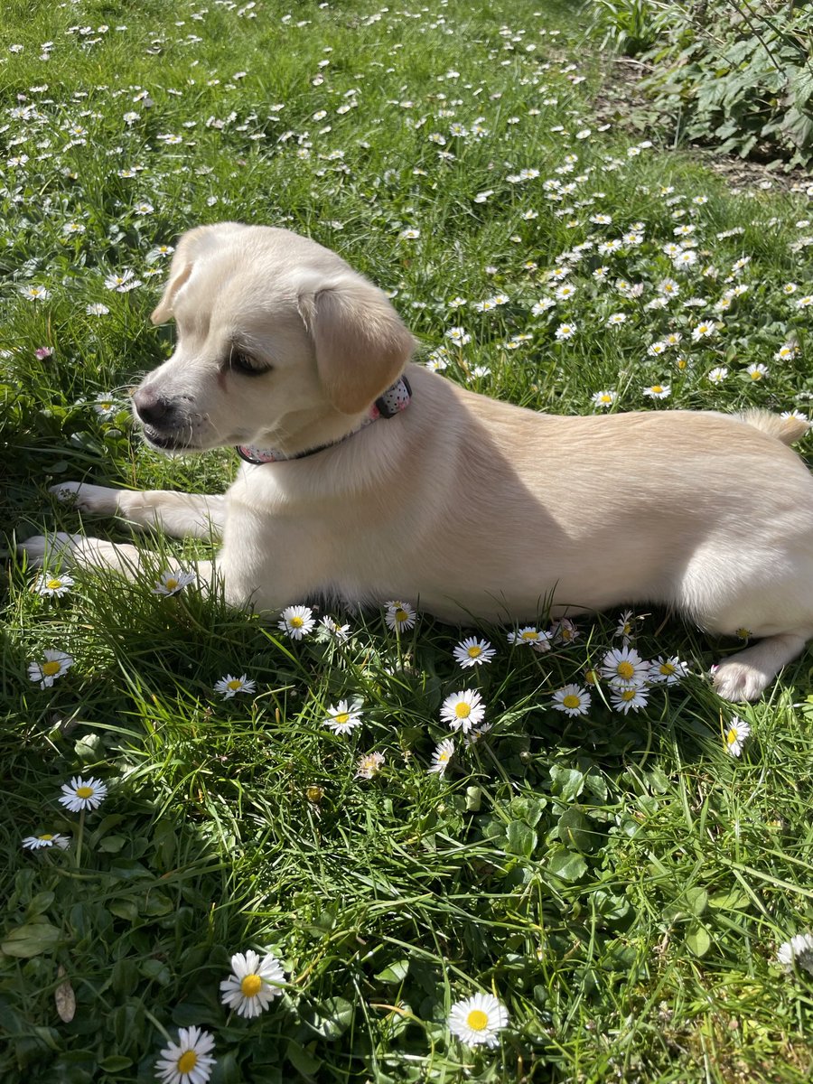 katykil's tweet photo. @ButternutBox  From the Cyprus streets to London’s South East #DogsDeserveFame https://t.co/fGlGGL0boc