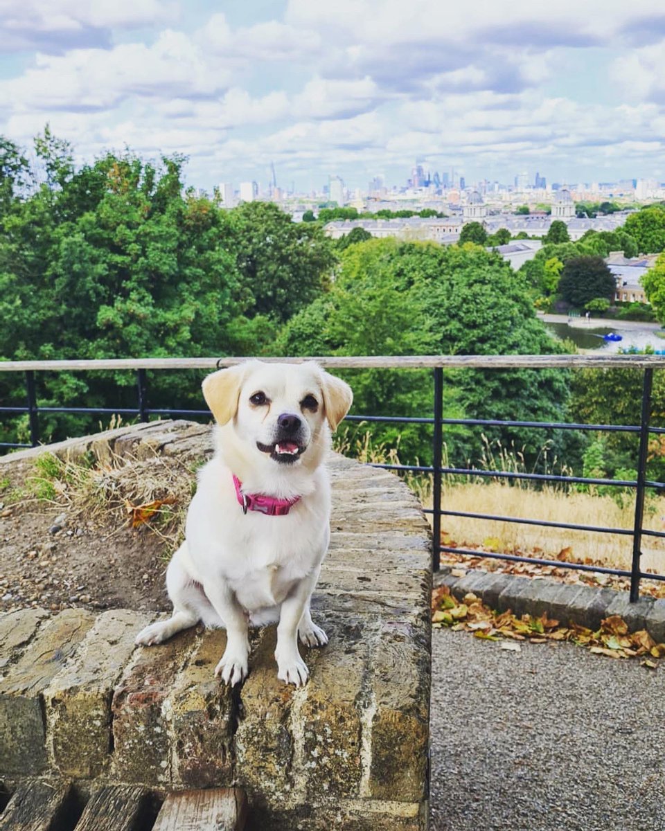 katykil's tweet photo. @ButternutBox  From the Cyprus streets to London’s South East #DogsDeserveFame https://t.co/fGlGGL0boc