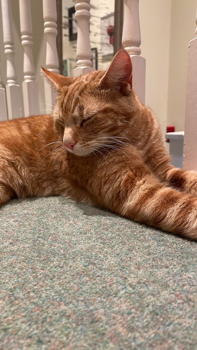 Goodnight from Mr Stripey paws.