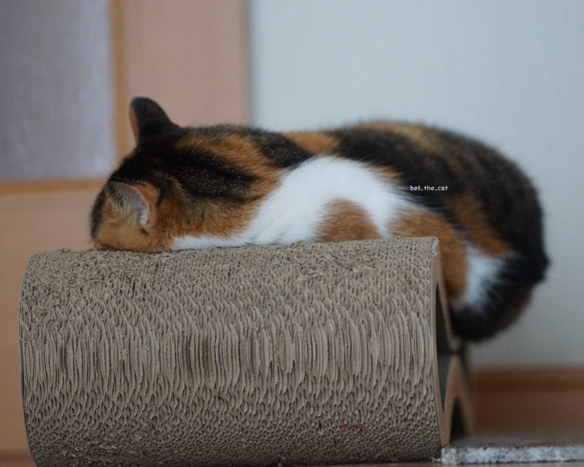 フェリシモ猫部 - Twitter Search / Twitter フェリシモ猫部 - Twitter Search / Twitter