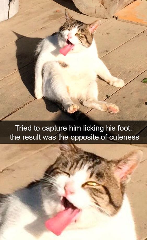 WholesomeMeme's tweet photo. https://t.co/urhu7TS0y0