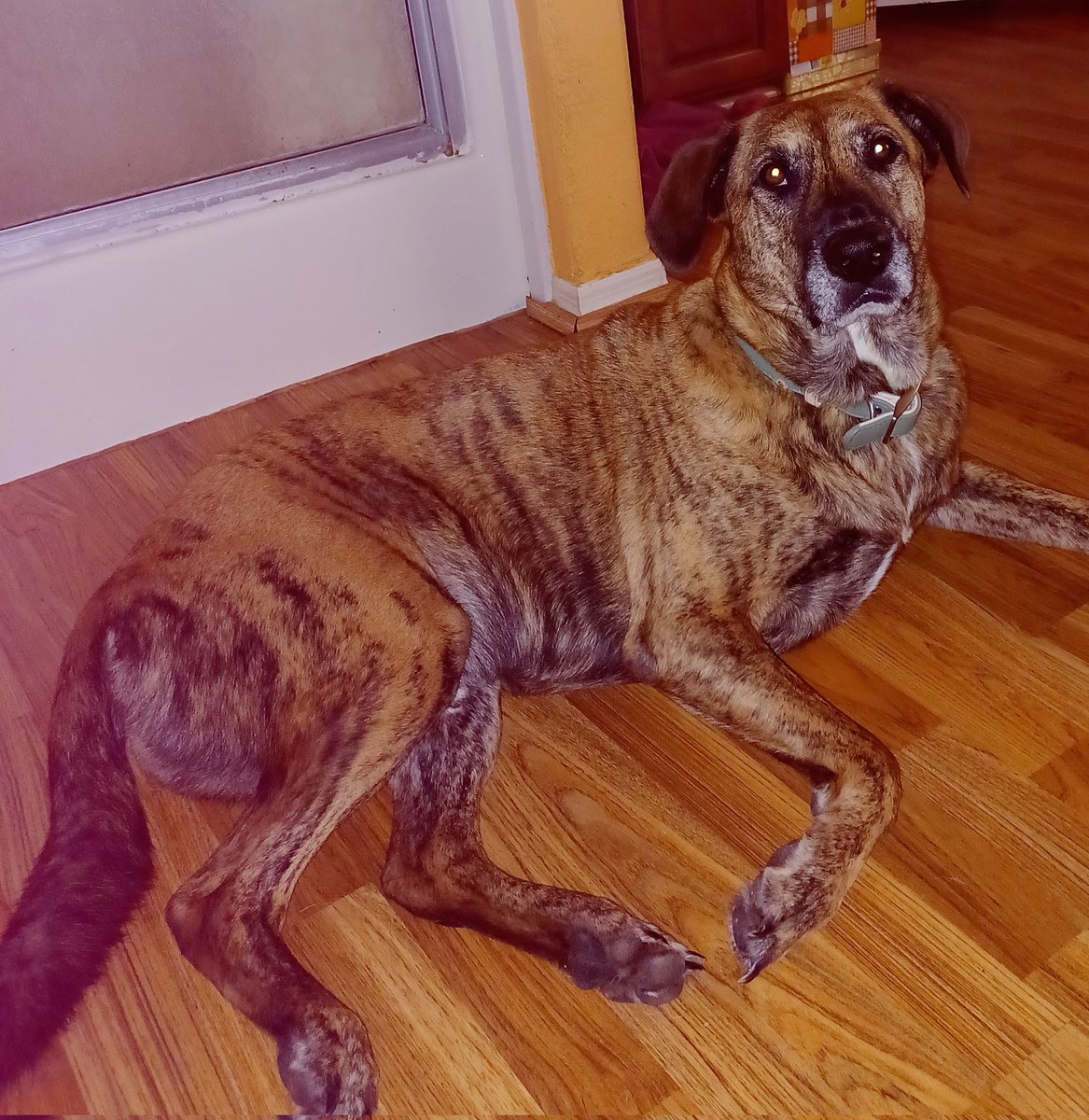 RanchSandbar's tweet photo. 👋I'm Sherman, da face of Sandbar Ranch N my rescyood budeez.
Mumma keeps are page away from the utder more bigmoufed one @obbibb, but seems the tweetter goblin up an rannoft  wif if. While we look for #OBBIBB's account, enjoy!
PayPalme/rrobbibee https://t.co/rQn23xAvFZ