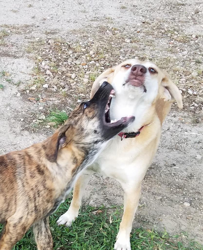RanchSandbar's tweet photo. 👋I'm Sherman, da face of Sandbar Ranch N my rescyood budeez.
Mumma keeps are page away from the utder more bigmoufed one @obbibb, but seems the tweetter goblin up an rannoft  wif if. While we look for #OBBIBB's account, enjoy!
PayPalme/rrobbibee https://t.co/rQn23xAvFZ
