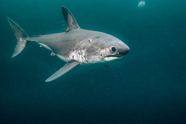 SharksEveryDayy's tweet photo. PLEASE TAKE A LOOK AT THIS 👇 https://t.co/cRrUDmEi8u
