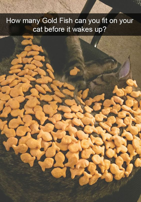 WholesomeMeme's tweet photo. https://t.co/CJdKb1uQFE