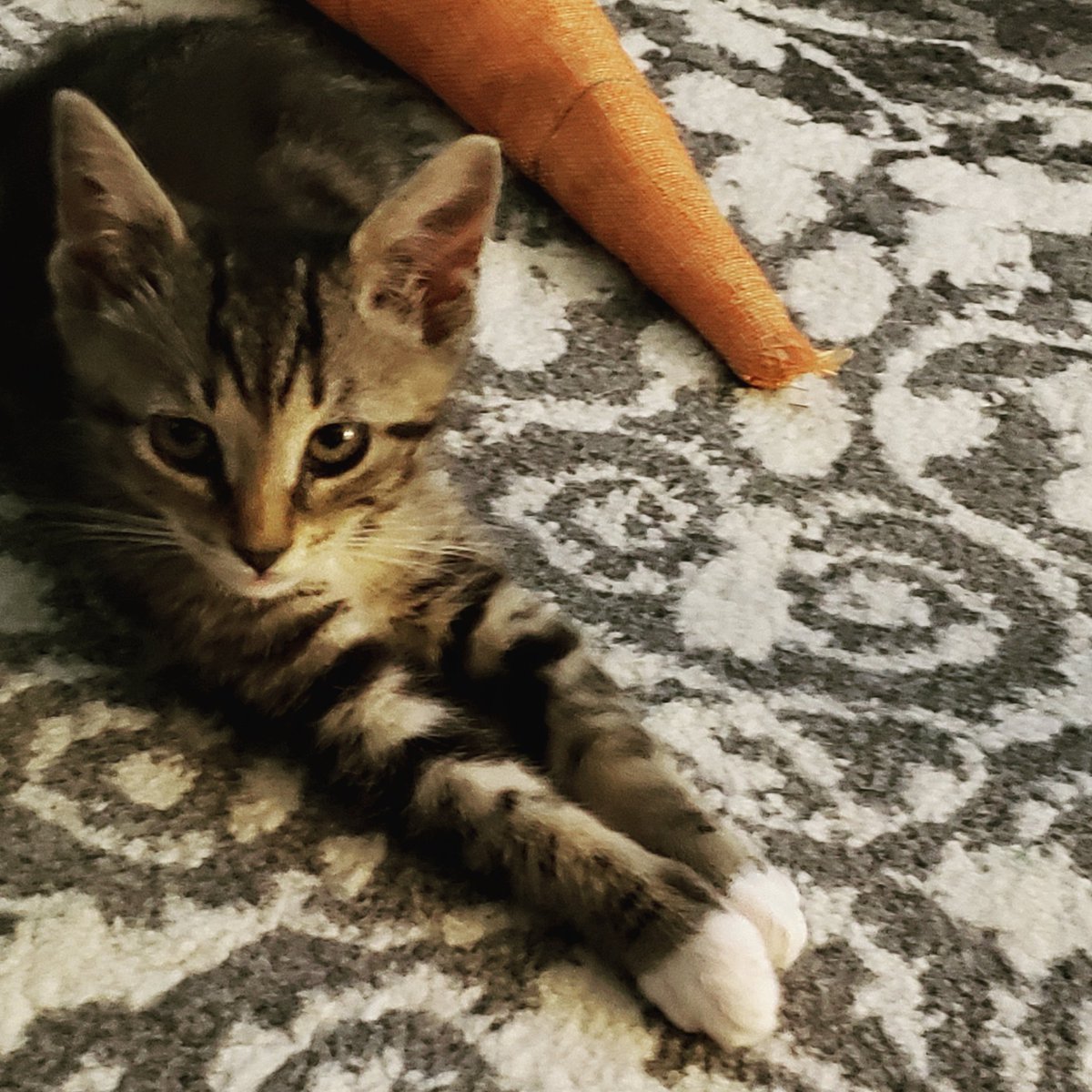 gina2me's tweet photo. @Wolfiesmom Lil miss Ethel https://t.co/70EbNqUtDV
