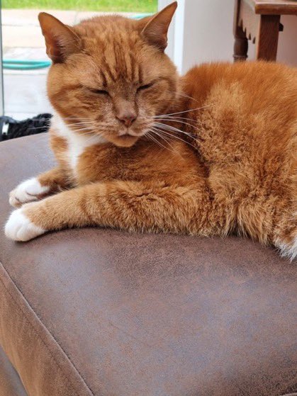 lunaticlesbian's tweet photo. #LiveLaughBognor @BogObserver look at him and VOTE TUBBO! https://t.co/MgvFbvO6pM