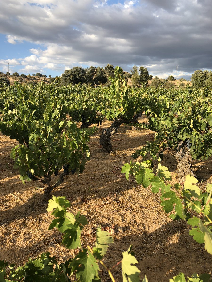 Silvittisima's tweet photo. #Tierra de la #Soria profunda que nos da de los mejores vinos del mundo 🫶. Esta semana toca vendimiar y hacer vino. No me da la vida 🙇🏻‍♀️🤦‍♀️💆‍♀️
#37de52
@mongeleon https://t.co/mwkabFKPHD