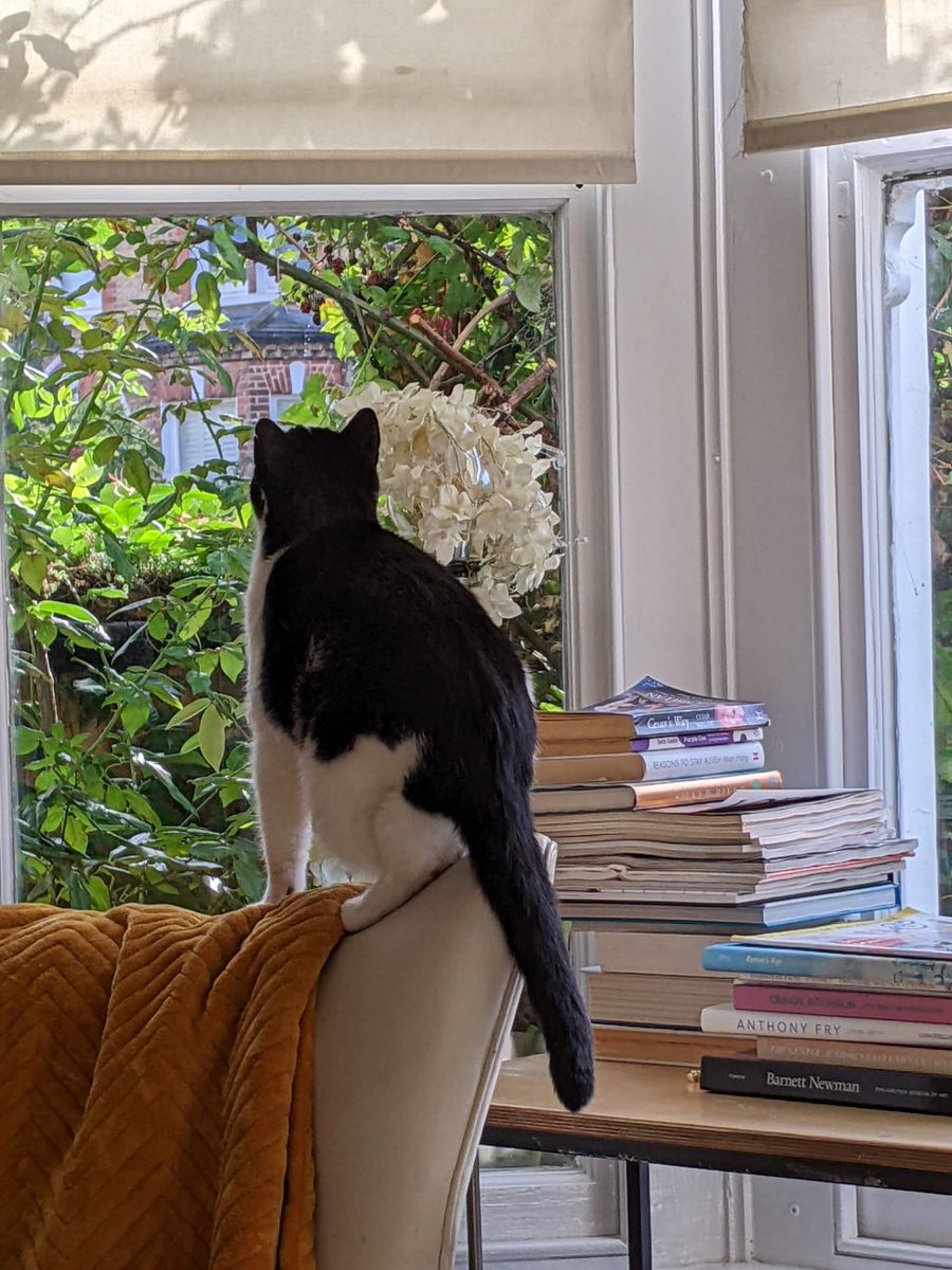 amazingMeagen's tweet photo. Not #Caturday
Eden timeline cleanse.
#BirdieWatch https://t.co/E410bBaXC0