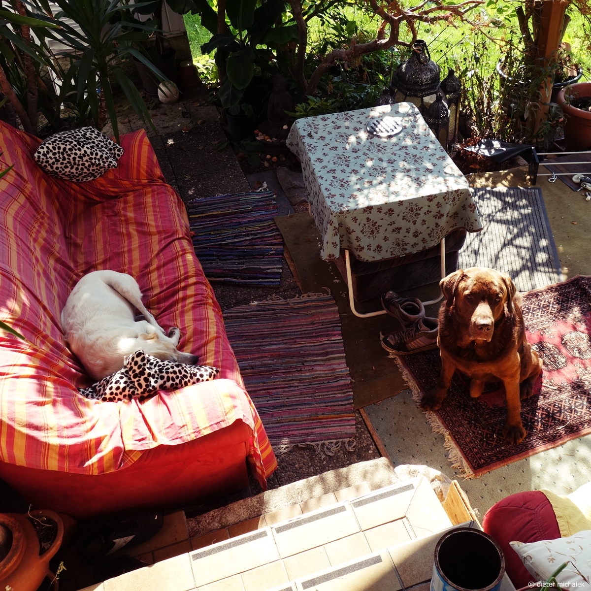dietermichalek's tweet photo. ...
#dogsarefamily #DogsofTwittter #doglovefood #dog #dogphotography #photooftheday #dogs #chien #allkindsof_pets #perro #exellent_dogs #doglover #dogsarelove #dogoftheday #CAOS #dogstagram #bavaria #germany #dogsofinstagram https://t.co/XXFWiEN1mj