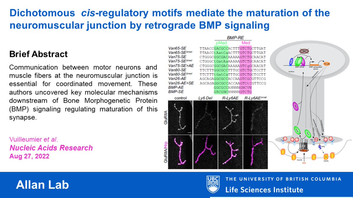 UBC Life Sciences Institute (@ubclifesciences) on Twitter photo LSI Paper of the Day☀️
Dr. Robin Vuilleumier uncovers key molecular mechanisms downstream of #BMPsignaling that regulate maturation of this synapse in a new @NAR_Open study with <a href="/vinegarflies/">Douglas Allan</a>, <a href="/LSIbioinfo/">LSI Bioinformatics Facility</a> and colleagues. 🪰
📚: bit.ly/3QCYJwj
<a href="/dfg_public/">DFG public | @dfg_public@wisskomm.social</a> <a href="/CIHR_IRSC/">CIHR</a> LSI Paper of the Day☀️
Dr. Robin Vuilleumier uncovers key molecular mechanisms downstream of #BMPsignaling that regulate maturation of this synapse in a new @NAR_Open study with <a href="/vinegarflies/">Douglas Allan</a>, <a href="/LSIbioinfo/">LSI Bioinformatics Facility</a> and colleagues. 🪰
📚: bit.ly/3QCYJwj
<a href="/dfg_public/">DFG public | @dfg_public@wisskomm.social</a> <a href="/CIHR_IRSC/">CIHR</a>
