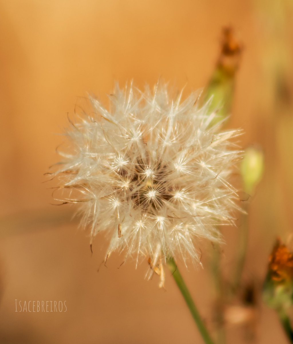 Cara onde fuxen os desexos? 

#flores #floressilvestres #dentedeleon #mexacan #dientedeleon #micamarayyo #experimentando