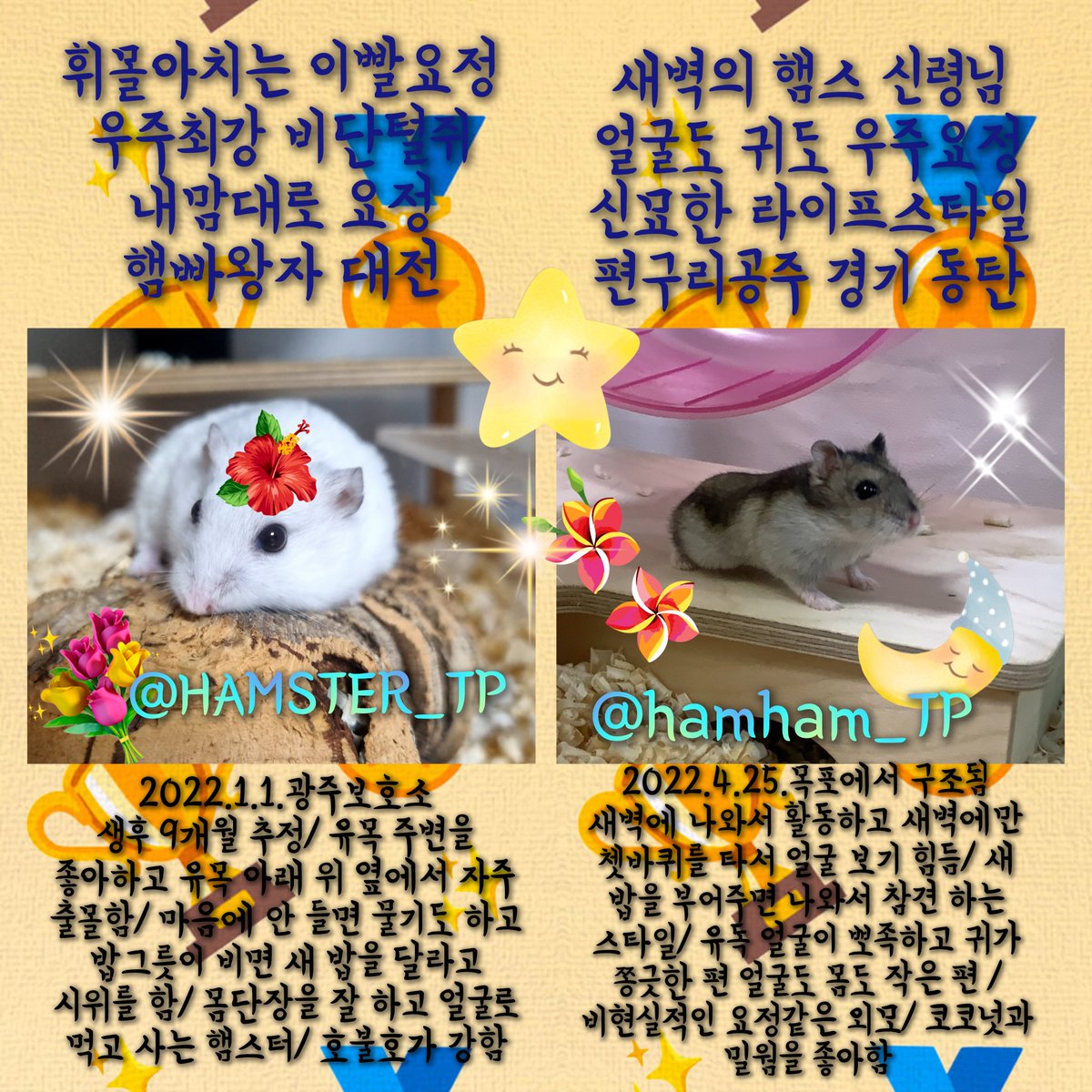 yihui781's tweet photo. 🏆9월13일 우주 VIP 햄스터🏆

햄빠왕자 대전 @HAMSTER_TP
편구리공주 동탄 @hamham_TP

엣구공주 용인 @a_daman_
망고쨈공주 전주 @dagafe_y

햄일짱공주 서울 @ham1zzang_adopt
나나공주 경기 광주 @Puding1117

찰깨왕자 수원 @chalgge_imbo
밥풀공주 서울 @minn0230 

#유기햄스터
#햄스터입양 https://t.co/HbLn0Jtvhs