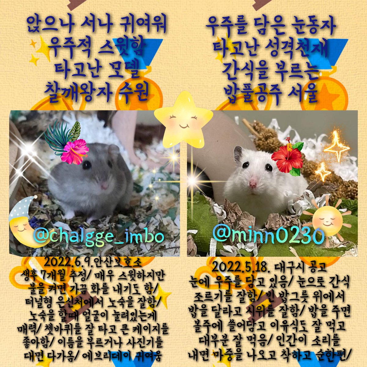 yihui781's tweet photo. 🏆9월13일 우주 VIP 햄스터🏆

햄빠왕자 대전 @HAMSTER_TP
편구리공주 동탄 @hamham_TP

엣구공주 용인 @a_daman_
망고쨈공주 전주 @dagafe_y

햄일짱공주 서울 @ham1zzang_adopt
나나공주 경기 광주 @Puding1117

찰깨왕자 수원 @chalgge_imbo
밥풀공주 서울 @minn0230 

#유기햄스터
#햄스터입양 https://t.co/HbLn0Jtvhs