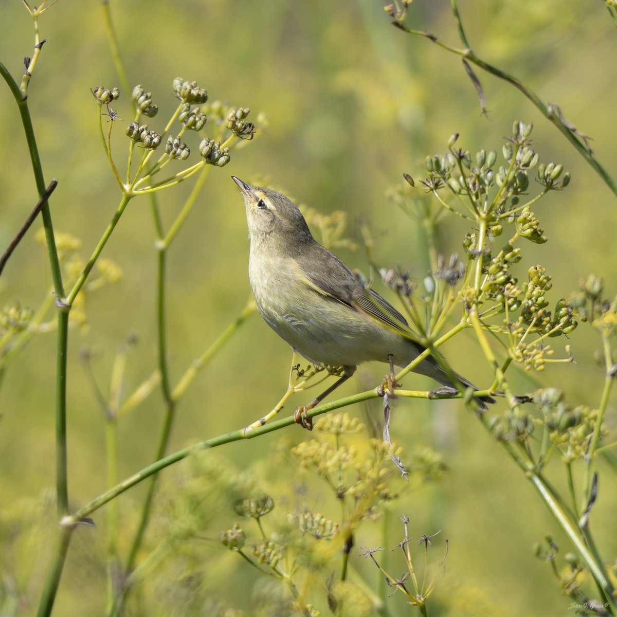 JulianCIglesias's tweet photo. Estos días los mosquiteros musicales (Phylloscopus trochilus) no paraban de buscar comida en las inflorescencias de hinojo (Foeniculum vulgare).
Recargando pilas en la Isla de Ons para continuar la migración entre Europa y el África subsahariana.

#illadeons #mosquiteromusical https://t.co/W6Jai4R9qz