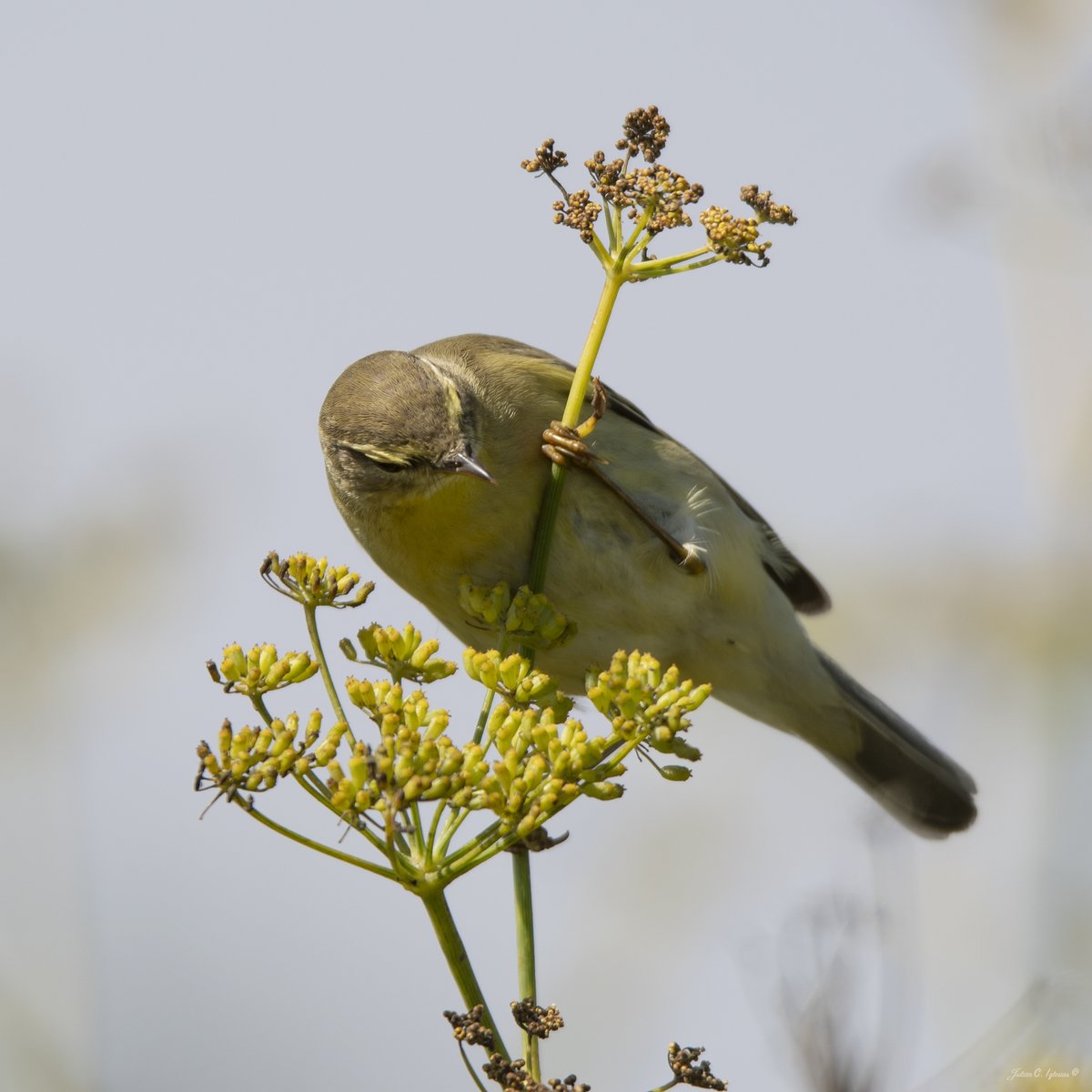 JulianCIglesias's tweet photo. Estos días los mosquiteros musicales (Phylloscopus trochilus) no paraban de buscar comida en las inflorescencias de hinojo (Foeniculum vulgare).
Recargando pilas en la Isla de Ons para continuar la migración entre Europa y el África subsahariana.

#illadeons #mosquiteromusical https://t.co/W6Jai4R9qz