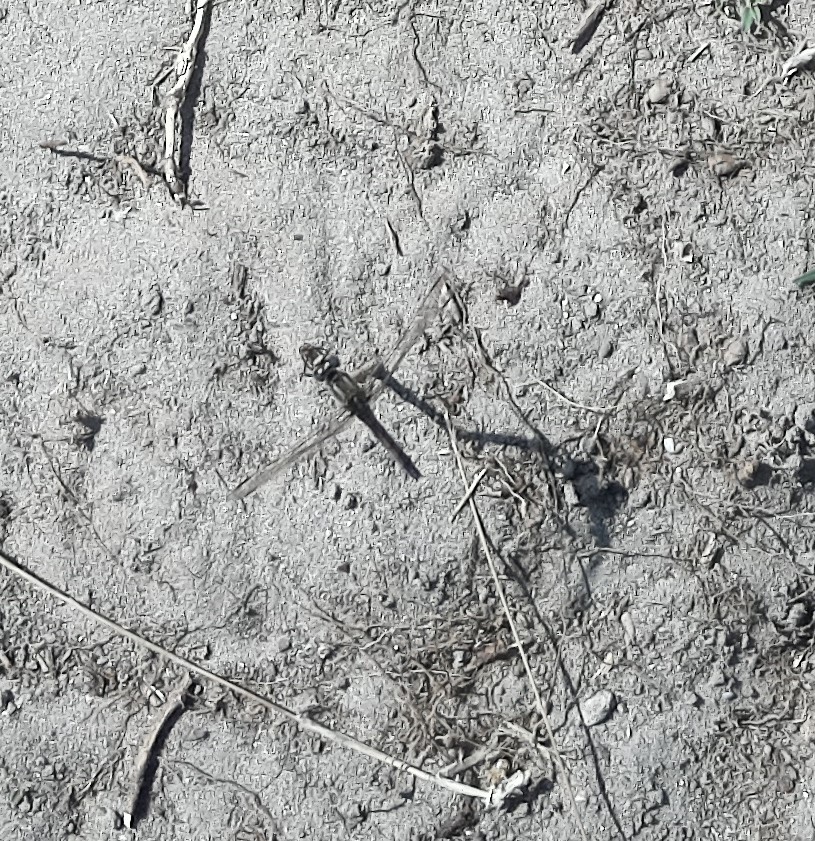 ZoologiaUIB's tweet photo. 📢¿Conoces @ento_e ? 
⤵️⤵️Aquí nuevas imágenes capturadas con nuestras trampas electrónicas que hemos estado colocando en diferentes lugares de Baleares gracias a la financiación de @FBiodiversidad 🦋🦗🐜🐝🐞🪲

@MAMirandaTweet @mikel_heredia @CarlosZooUIB @BartomeuAlorda https://t.co/z4xRfumCRK