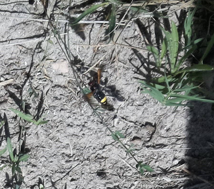 ZoologiaUIB's tweet photo. 📢¿Conoces @ento_e ? 
⤵️⤵️Aquí nuevas imágenes capturadas con nuestras trampas electrónicas que hemos estado colocando en diferentes lugares de Baleares gracias a la financiación de @FBiodiversidad 🦋🦗🐜🐝🐞🪲

@MAMirandaTweet @mikel_heredia @CarlosZooUIB @BartomeuAlorda https://t.co/z4xRfumCRK