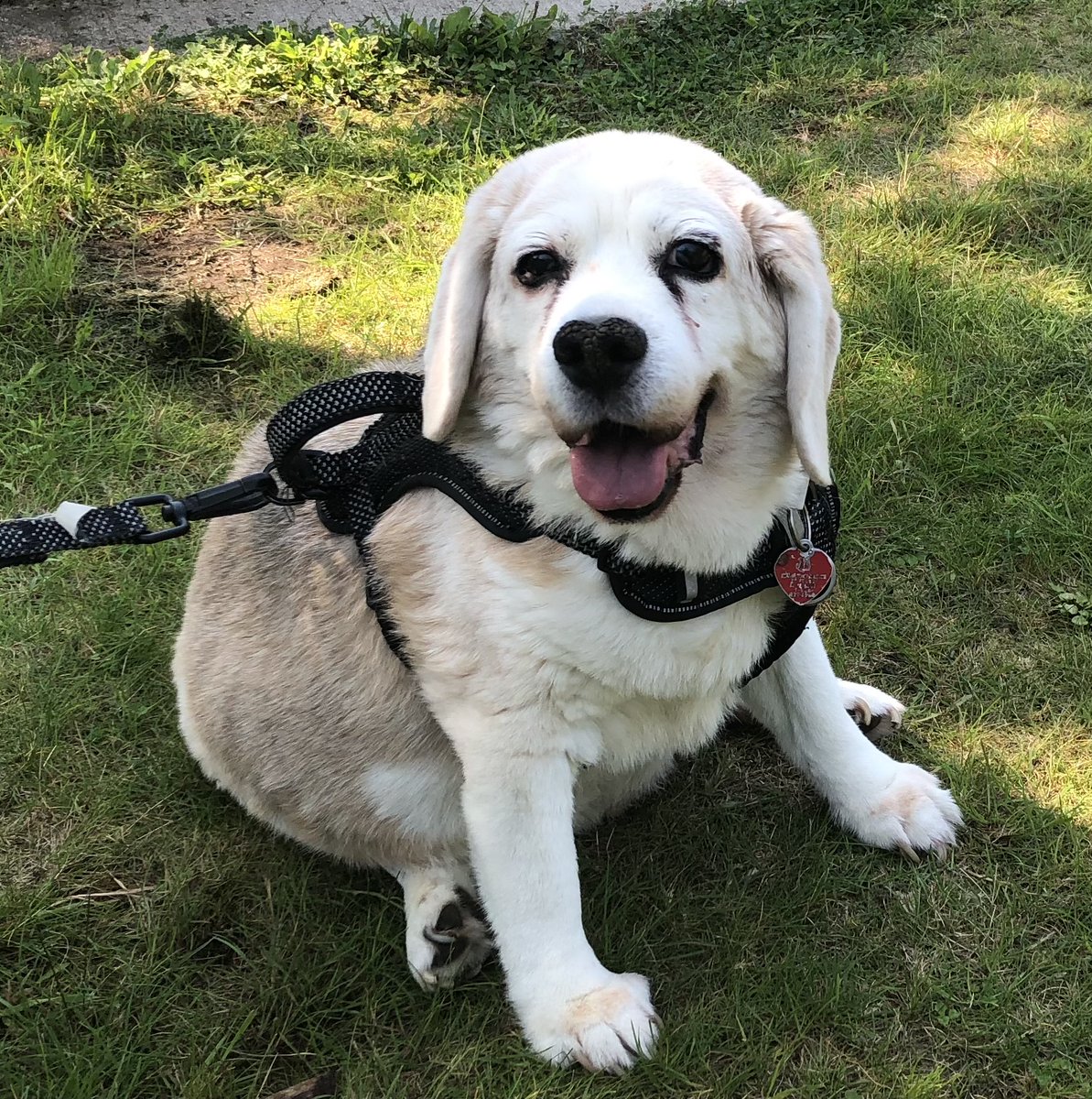 Todays is Luke's 16th birthday.  He is such a handsome sweet boy.  We just love him so much.  He is getting some steak for supper as a special treat.  🎉💜🥰