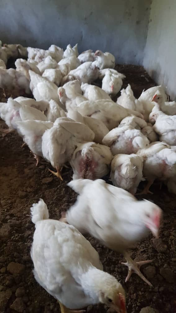 WomenInLiberat1's tweet photo. W’re showcasing a #TransformativeJustice model in #Sintet with the victims of #HRV.
Our work is community led & driven by the community.
In addition to the #CommunityGarden we are pleased to present you the #WomenPoultry Farm.
#PostTRRC
#GenderJustice
#GambiaTJ https://t.co/62kb8SCMIv
