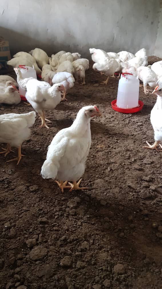 WomenInLiberat1's tweet photo. W’re showcasing a #TransformativeJustice model in #Sintet with the victims of #HRV.
Our work is community led & driven by the community.
In addition to the #CommunityGarden we are pleased to present you the #WomenPoultry Farm.
#PostTRRC
#GenderJustice
#GambiaTJ https://t.co/62kb8SCMIv