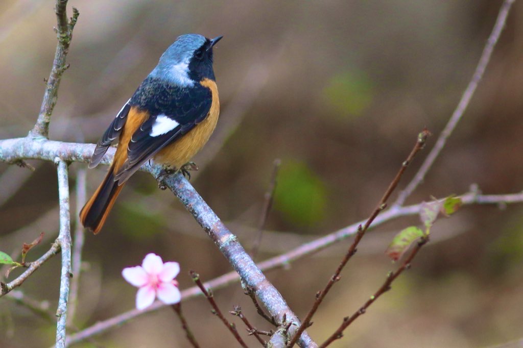 TaiwanBirding's tweet photo. You need birds. Trust me. #SingFlySoar https://t.co/DE4HeA00ZG