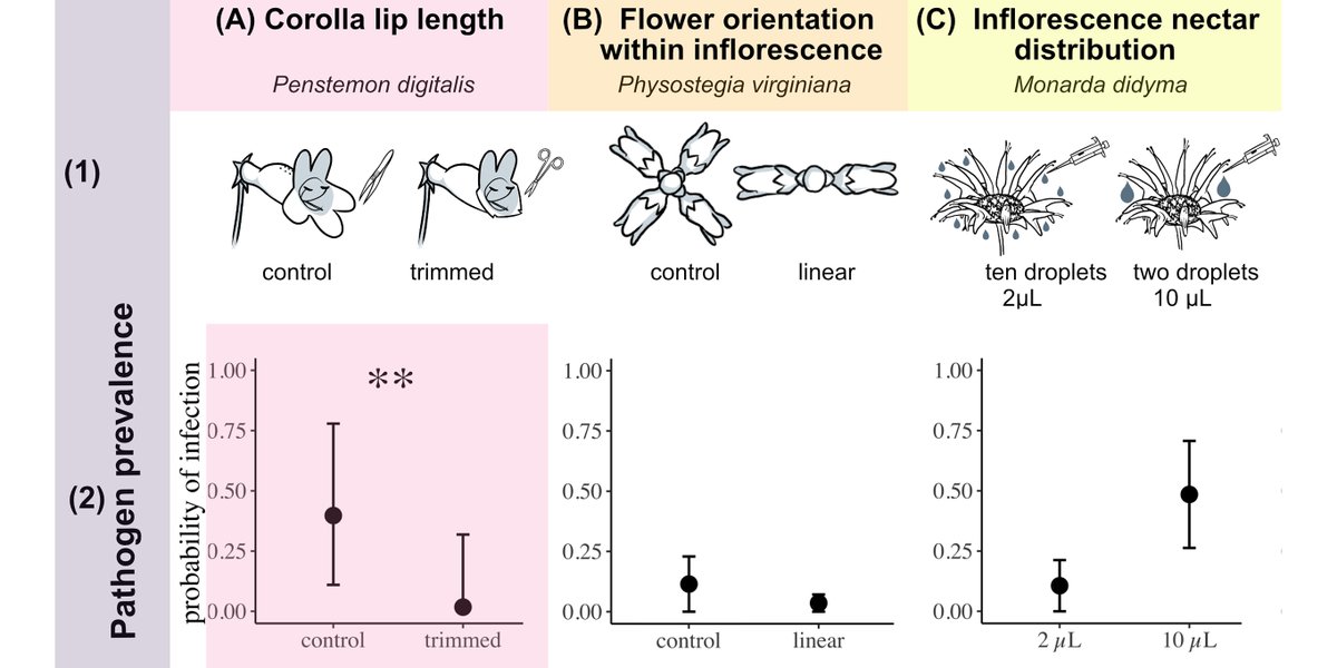 ESAEcology's tweet image. Now online in @ESAEcology:

Manipulation of multiple floral traits demonstrates role in pollinator disease transmission

doi.org/10.1002/ecy.38…

With #OpenData in @datadryad 

#DiseaseEcology #PollinatorHealth #PlantTraits