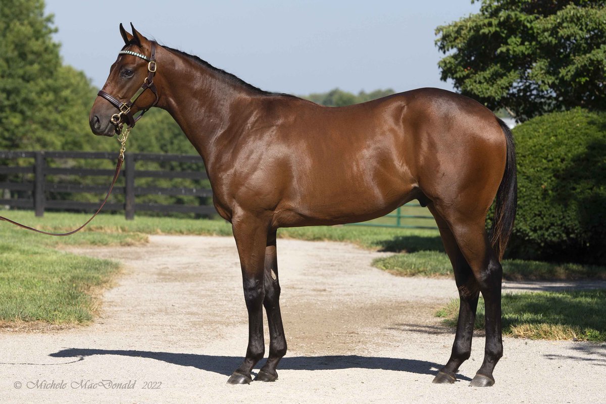 MoreSummerWind's tweet photo. The last time we took a bay #Tapit colt to auction, it was #Flightline. On Wed @keenelandsales, we have another bay son of the legendary sire, &amp; as 1/2b to G1 winner Constellation &amp; 3 other stakes horses, he is one to see. Hip 645 @LasnesEndFarms, Barn 30. https://t.co/MQmO9Hn1nA https://t.co/MwO8ZIb22j