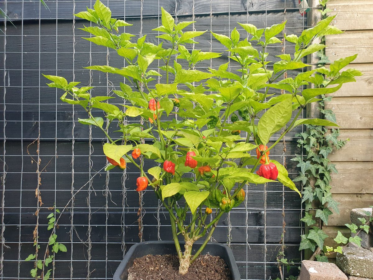 avanstaa's tweet photo. Dit jaar voor het eerst een #CarolinaReaper gekweekt, ze beginnen prachtig mooi te worden.
#EdCurrie #Puckerbutt https://t.co/eeVrFLafCF
