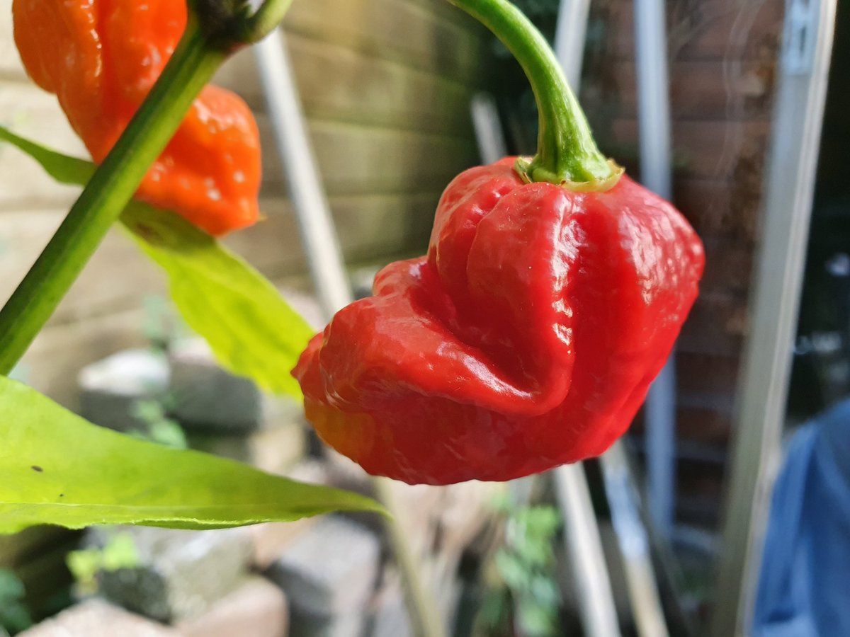 avanstaa's tweet photo. Dit jaar voor het eerst een #CarolinaReaper gekweekt, ze beginnen prachtig mooi te worden.
#EdCurrie #Puckerbutt https://t.co/eeVrFLafCF