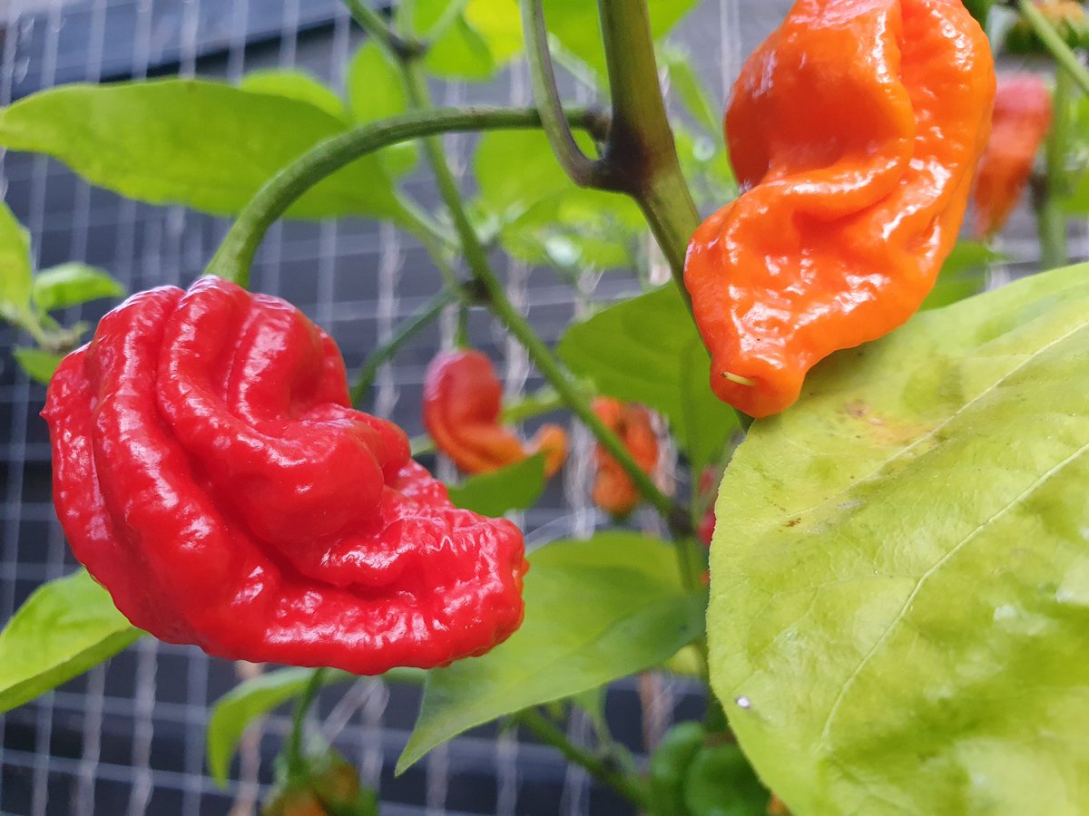 avanstaa's tweet photo. Dit jaar voor het eerst een #CarolinaReaper gekweekt, ze beginnen prachtig mooi te worden.
#EdCurrie #Puckerbutt https://t.co/eeVrFLafCF