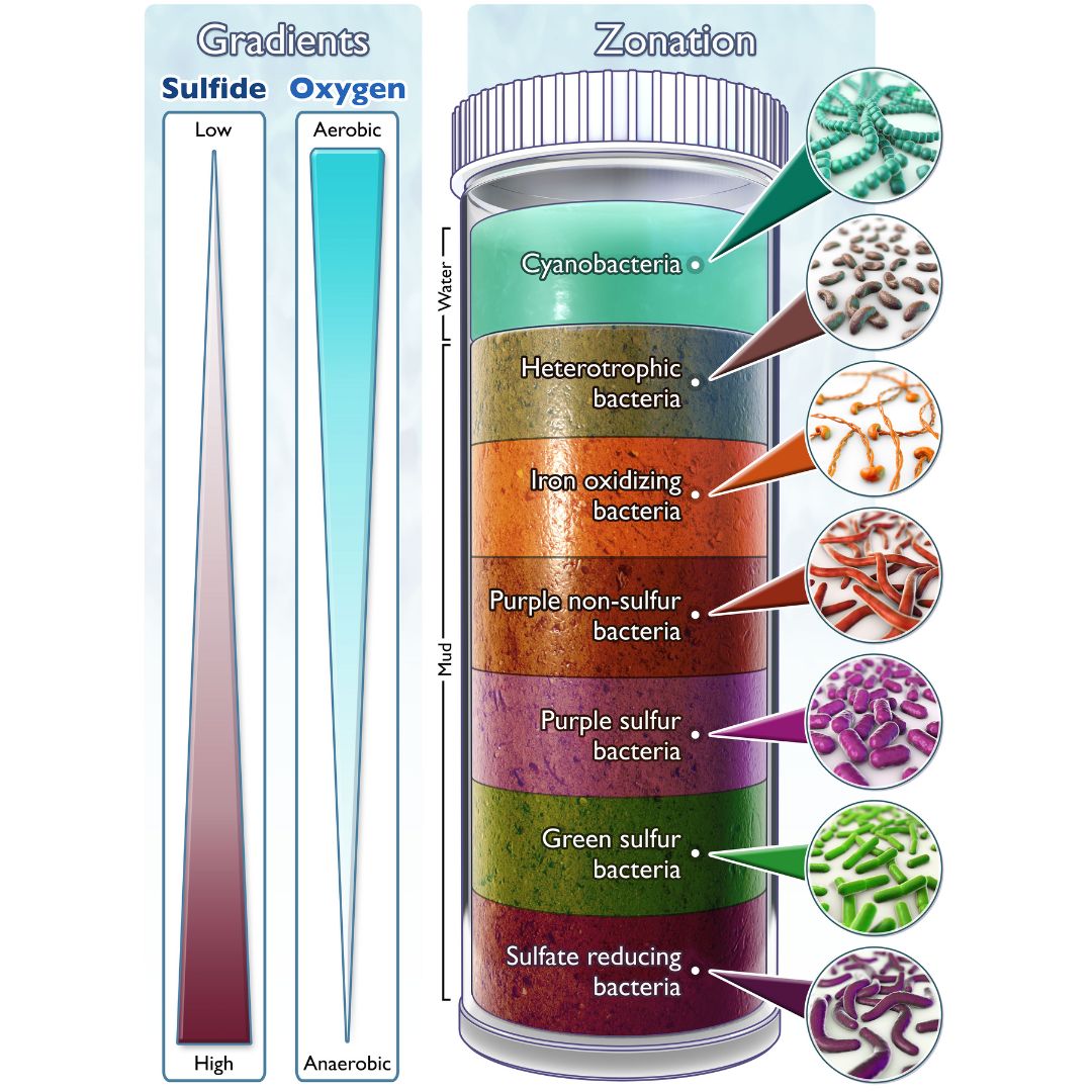 BIOINTERACTIVE's tweet photo. Winogradsky columns display microbial ecosystems that show how microbes establish geochemical gradients. Use our virtual Winogradsky column interactive to have students explore the diversity of microbes found in sediments. #InternationalMicroorganismDay https://t.co/2C4QPK3yCK https://t.co/V87UbwsXqa