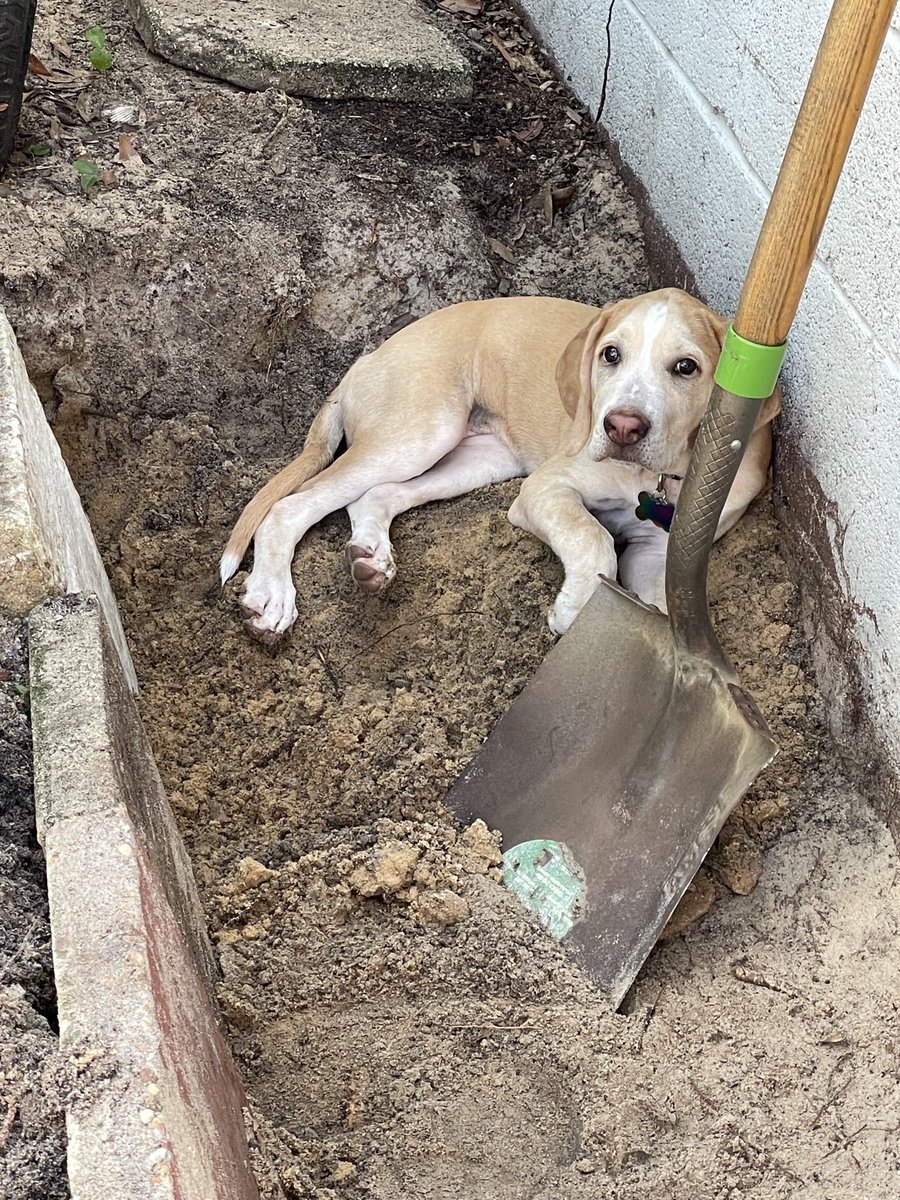 BrownieTurd's tweet photo. Relaxing right where I’m working. #freshdirt #dirtturd https://t.co/hCs2E4ymoa