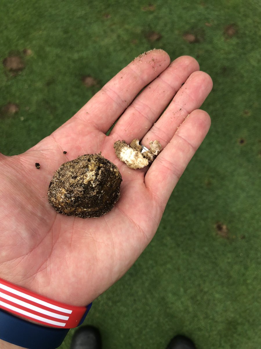 AndrewDooleyGCS's tweet photo. Any ideas #turfgrassmaintenance friends? Background info… dirty mix T box built 7 yrs ago. Pine trees border T box. Closest walnut tree is 75 yrds. T service employee plucks out 10-30/ day. Depth is just below surface. Unique smell. @UnionLeagueGolf #Torresdale. RT plz https://t.co/FJ3LymRDFo