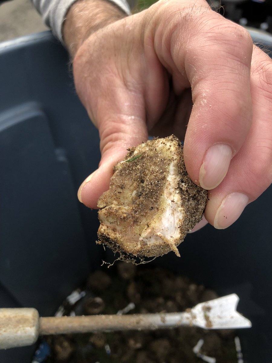 AndrewDooleyGCS's tweet photo. Any ideas #turfgrassmaintenance friends? Background info… dirty mix T box built 7 yrs ago. Pine trees border T box. Closest walnut tree is 75 yrds. T service employee plucks out 10-30/ day. Depth is just below surface. Unique smell. @UnionLeagueGolf #Torresdale. RT plz https://t.co/FJ3LymRDFo