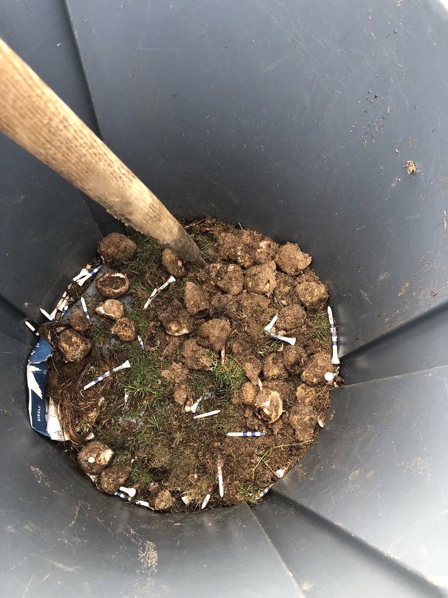 AndrewDooleyGCS's tweet photo. Any ideas #turfgrassmaintenance friends? Background info… dirty mix T box built 7 yrs ago. Pine trees border T box. Closest walnut tree is 75 yrds. T service employee plucks out 10-30/ day. Depth is just below surface. Unique smell. @UnionLeagueGolf #Torresdale. RT plz https://t.co/FJ3LymRDFo