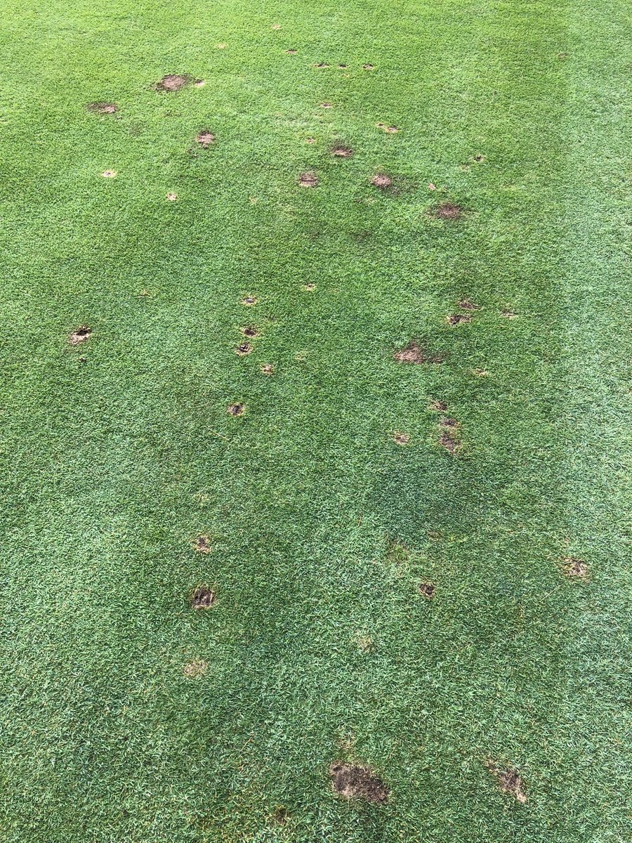 AndrewDooleyGCS's tweet photo. Any ideas #turfgrassmaintenance friends? Background info… dirty mix T box built 7 yrs ago. Pine trees border T box. Closest walnut tree is 75 yrds. T service employee plucks out 10-30/ day. Depth is just below surface. Unique smell. @UnionLeagueGolf #Torresdale. RT plz https://t.co/FJ3LymRDFo