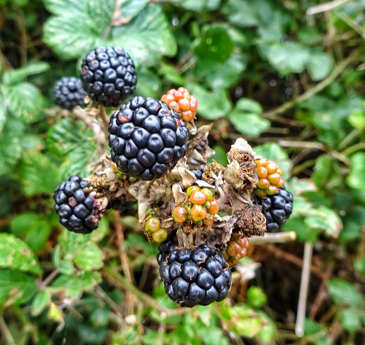 BillyORiordan's tweet photo. The Irish Blackberry an abundant Autumn fruit found along the lanes and riverbanks of Ireland. #autumnfruits #blackberry #Irishrivers #photographylovers https://t.co/GRDjB2fY6J