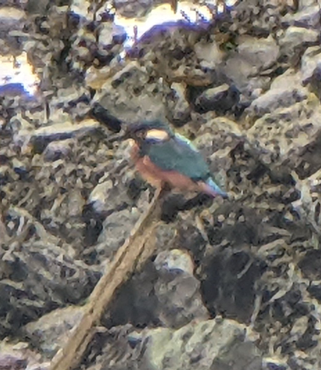 bobhogrunner's tweet photo. @teesbirds1 @teeswildlife @teesmouthbc @nybirdnews @Natures_Voice Stills of the #Kingfisher,#Skylark,#Winchat and #Spottedfly S Gare today. https://t.co/MzMZqwpmsQ