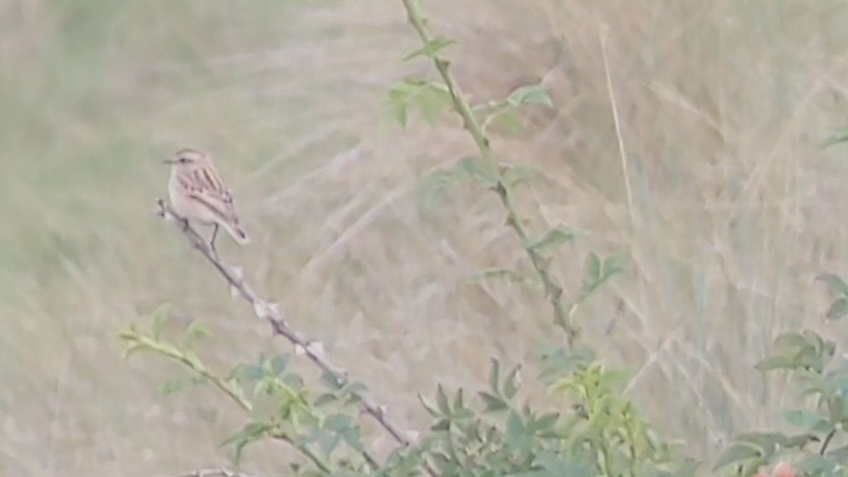 bobhogrunner's tweet photo. @teesbirds1 @teeswildlife @teesmouthbc @nybirdnews @Natures_Voice Stills of the #Kingfisher,#Skylark,#Winchat and #Spottedfly S Gare today. https://t.co/MzMZqwpmsQ