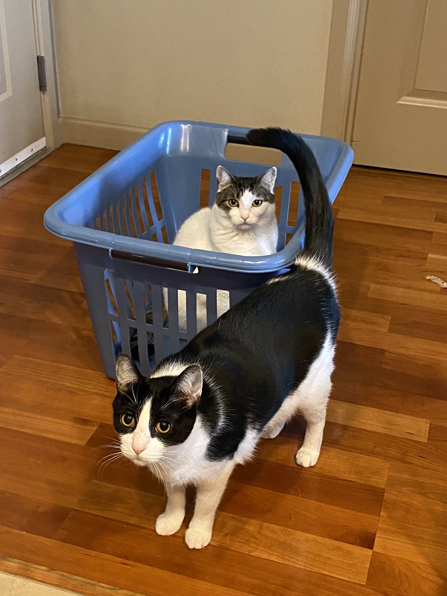 meepsandsqueeky's tweet photo. Monday kitties! 😼😼 #Meeps #Squeeky #cats #CatsOfTwitter https://t.co/BTU3GHDUvI