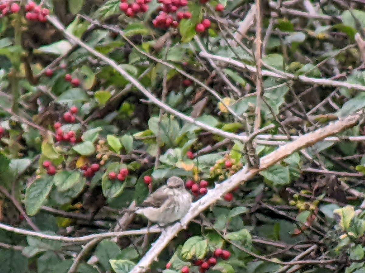 bobhogrunner's tweet photo. @teesbirds1 @teeswildlife @teesmouthbc @nybirdnews @Natures_Voice Stills of the #Kingfisher,#Skylark,#Winchat and #Spottedfly S Gare today. https://t.co/MzMZqwpmsQ